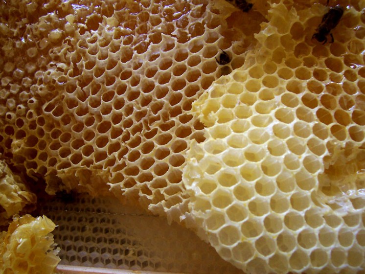 蜂蜜-3
