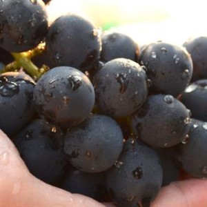 彰化早春優級葡萄