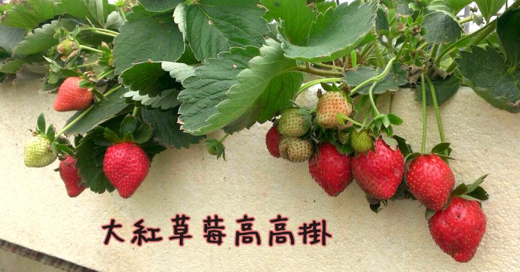 高架草莓