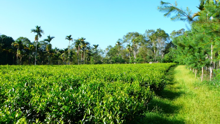 草生栽培 紅茶