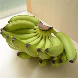 高雄旗山有機轉型期香蕉