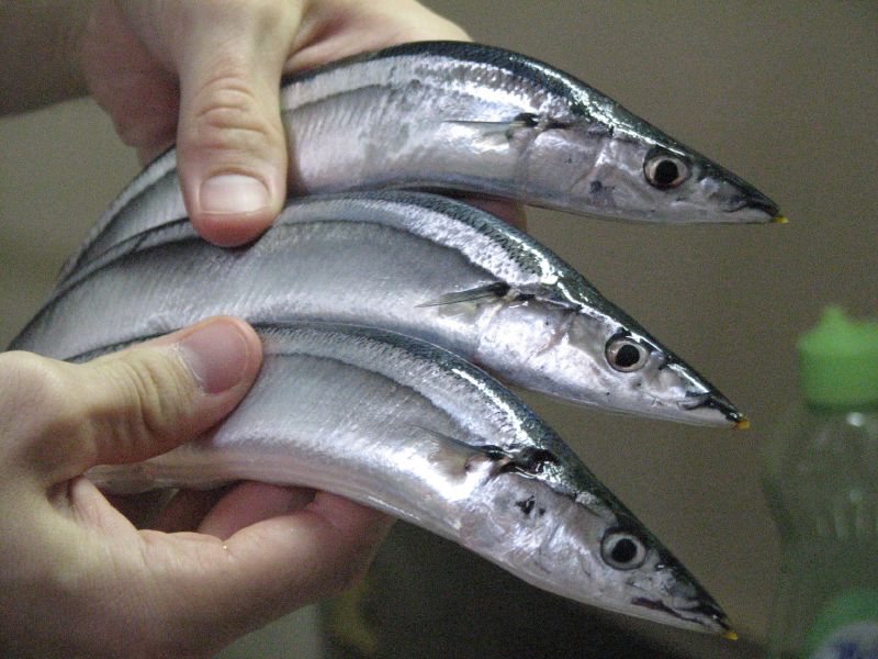 秋刀魚18