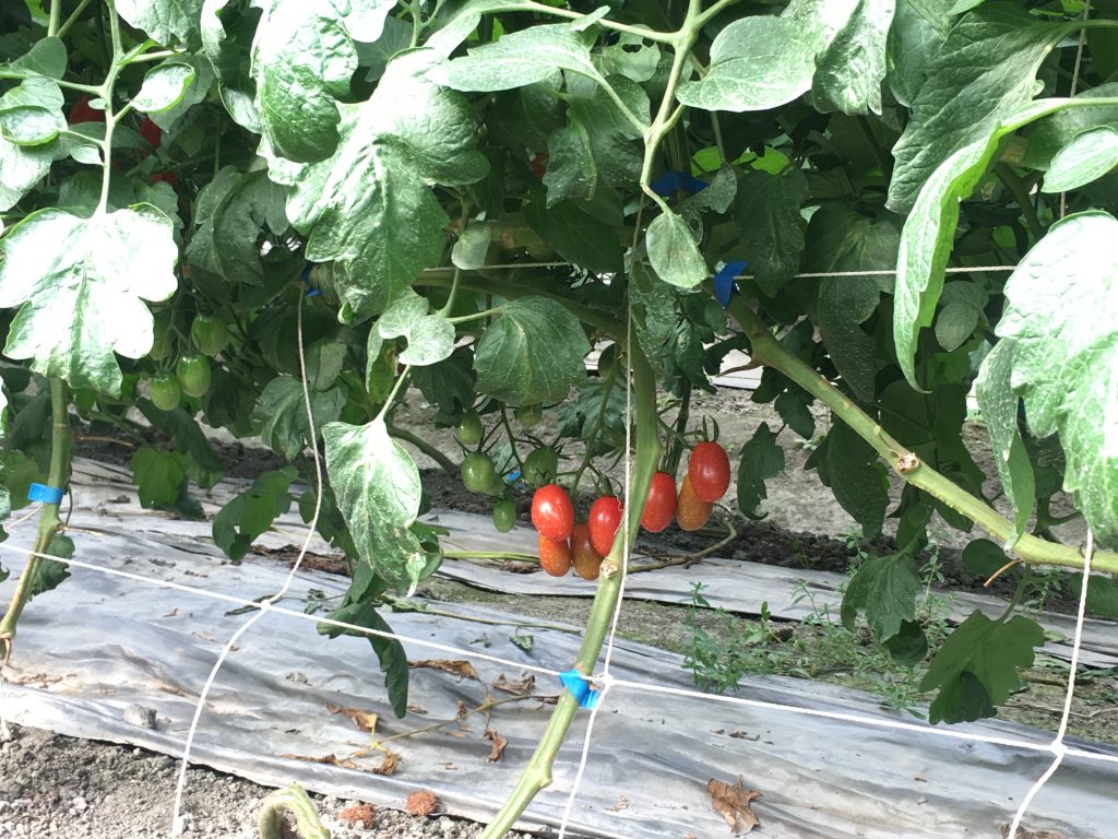 番茄轉色