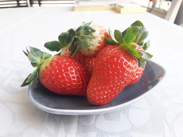 草莓季來臨1