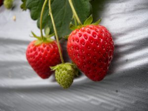 草莓季來臨4
