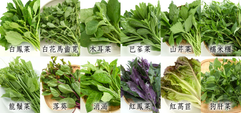 臺灣野菜種類 Zhewang
